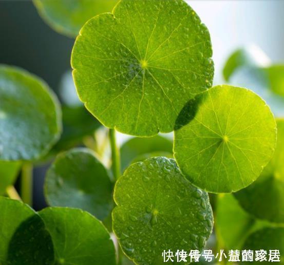不喜欢太折腾,就养3种花吧,不管天气如何多变,都能长得旺