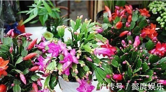 浇点生花水,长寿花蟹爪兰都呼呼长,叶子肥厚还发亮,越开越漂亮