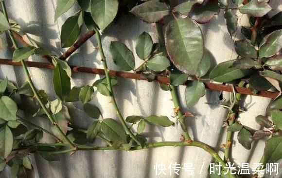 新芽|月季横拉很简单,做好这四点,芽点萌发多,花开多又美