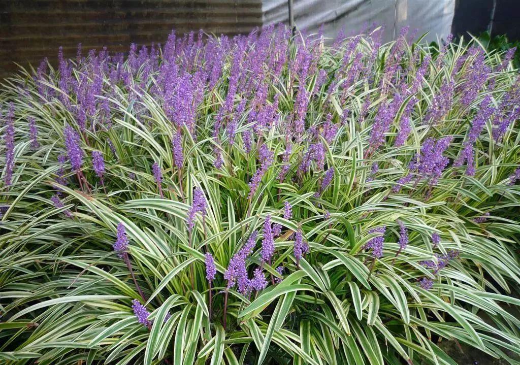 太美了这些草比花还漂亮,第一种就迷倒很多人