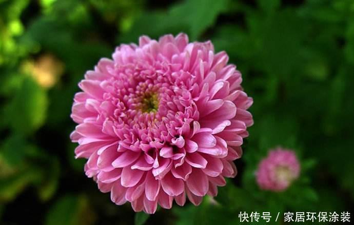 格桑花四季可播种,颜色鲜艳开花漂亮,种上种子一周就出苗,好养