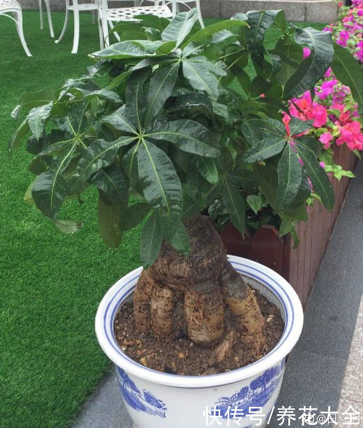 长不好|想养好发财树，修剪是关键，长得旺盛还有型