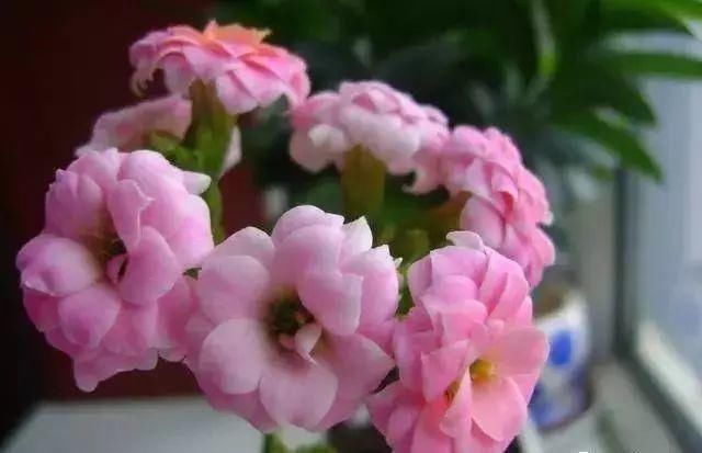 最适合家人养的四种花,健康长寿又养心!