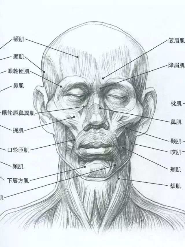 常理性&画不好素描头像?那你需要好好看下这篇文章