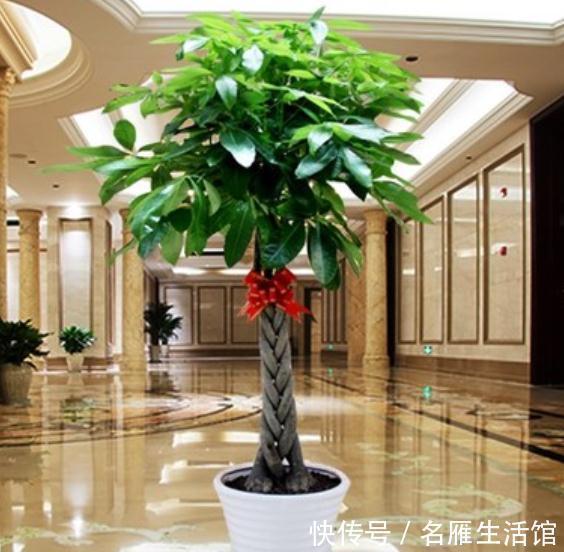 枝叶|客厅见树,家业稳固!适合客厅养的五种树,大气美观,幸福感倍增