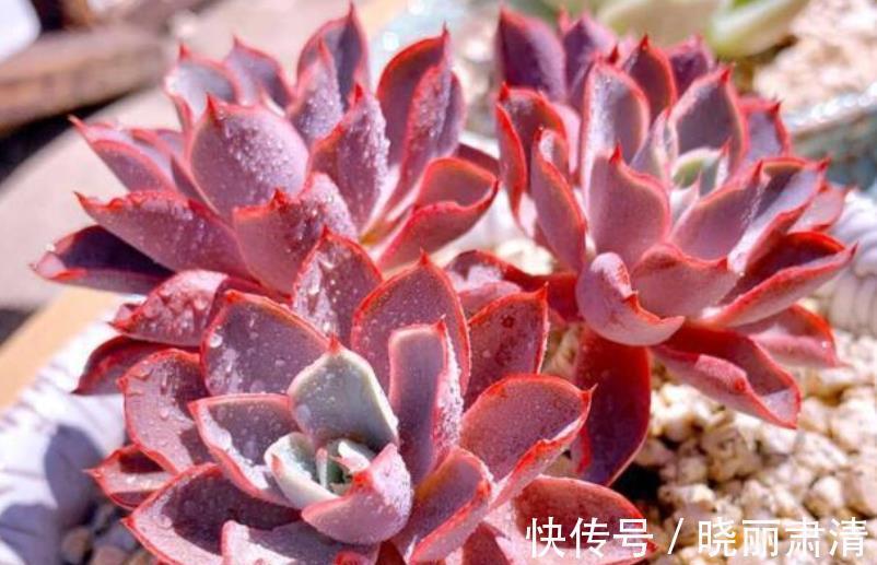 11月养6款多肉，服盆快上色美，养成群生肉墩子，适合新手