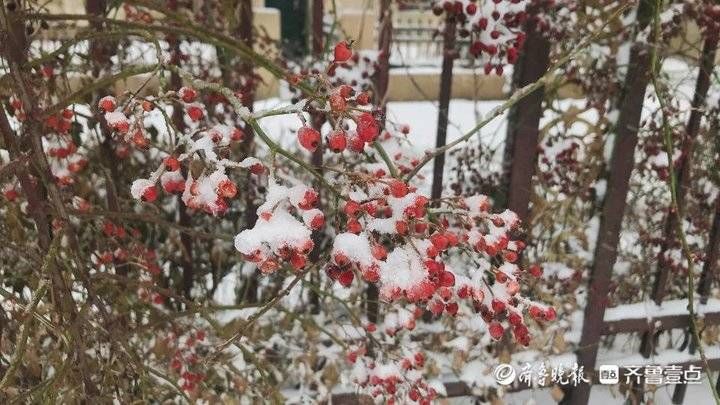 老年|雪后东营 唯美素颜