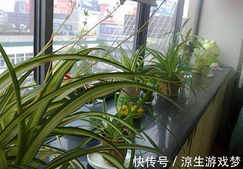 新手|老花匠家阳台、露台都是兰花，一年四季都有花赏，新手动手也能养