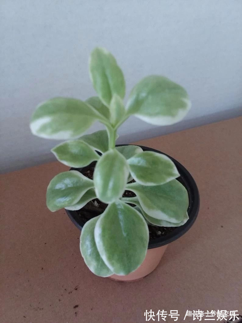 多肉植物|叶子娇嫩诱人的牡丹吊兰,以前被当野菜炒,转身变家里宝贝的盆栽