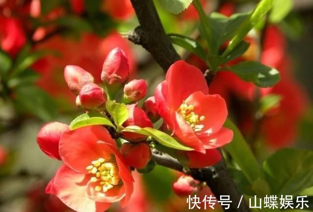 断肠花|家里有小孩不要养这种花，全身都有毒，别怪我没提醒你