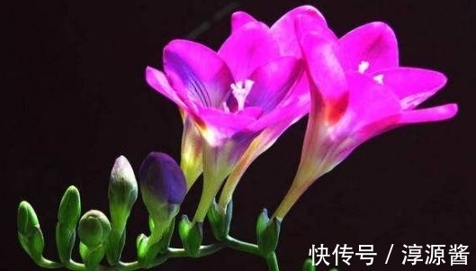 4种花是开花王,沾土就活,开花漂亮财运来,寓意超好的