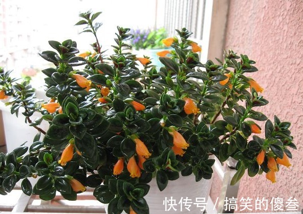 这九种花,随便扔土里,就能长成一片,开花不断