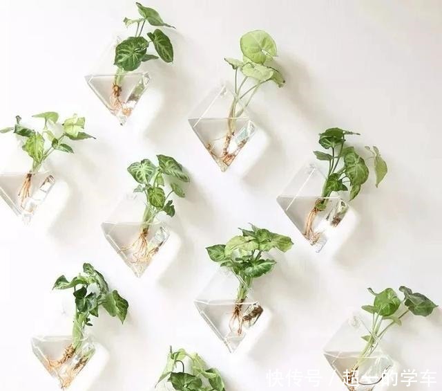 卫生间里少不了8种植物,水培土培都可以,阴凉潮湿处容易养好!