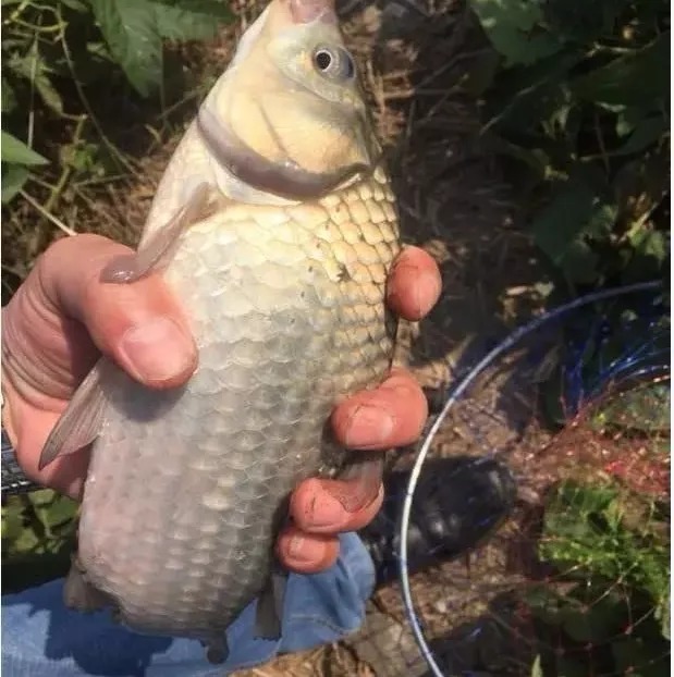 打窝时多一个步骤,大板鲫“排队”进窝,老钓友都在用!