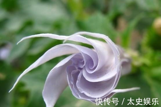 路边见到这几种野花,躲得远远的,碰都碰不得