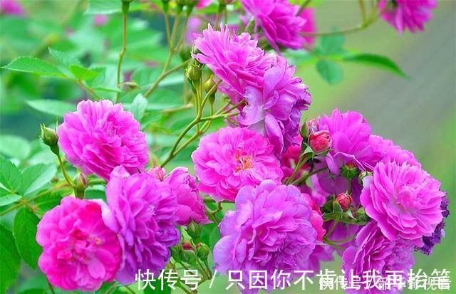 光照|这种花人称“俏皇后”,爆炸式开花,香气浓郁,1年能开300天