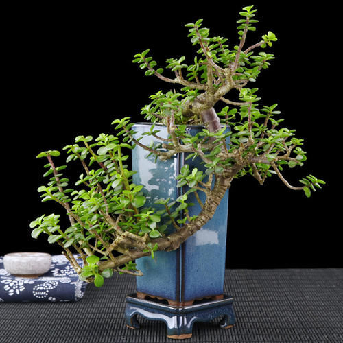 扦插一根枝，修修剪剪，一年长成“悬崖桩”，价值翻几倍