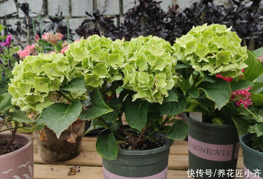 夏季|夏季能晒死的6种花，现在要做的是“遮阴、通风”，才能保证长势