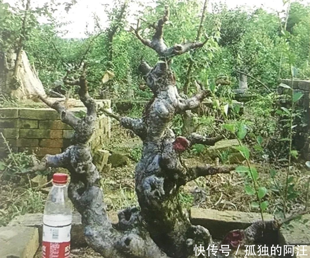 树桩造型是保留双干、三干还是多干,还得树桩自己说了算!