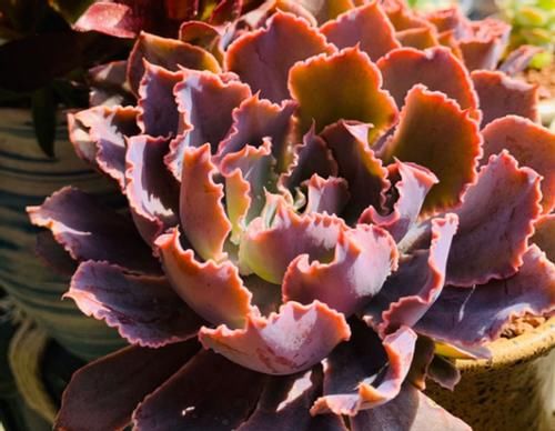 新手养多肉植物，春天牢记3个字，根不烂，个个胖嘟嘟