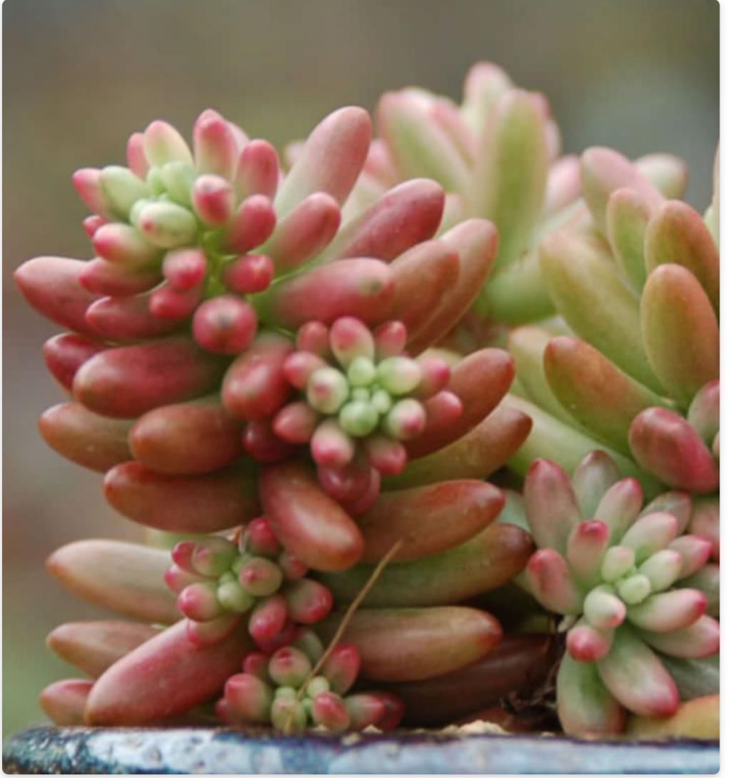 美丽的多肉植物美丽多彩的就像是来自另一个星球的产物