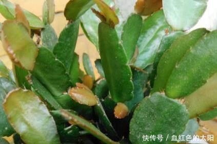 “它”的汁液,对“蟹爪兰”有奇效,一杯“水”一株变数株!