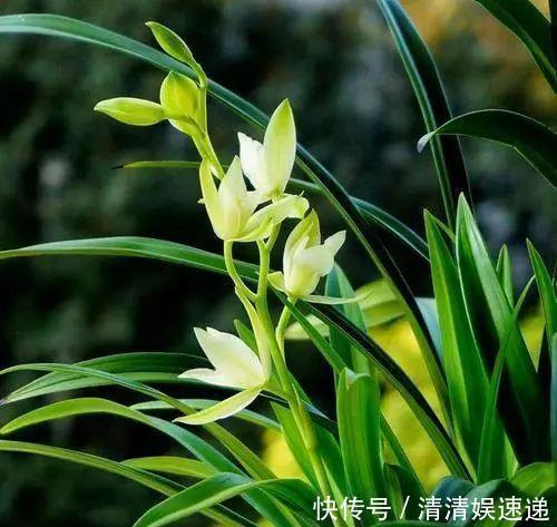 中国美食|旧筷子养花真不错,直接插在花盆里,这次浇水心里有数了