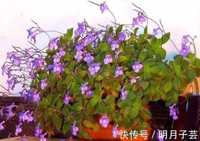 蝴蝶兰|15种耐阴花,室内光照不足,照样花开不断!