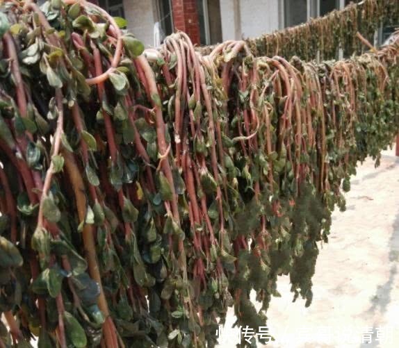 氨基酸|有种野菜本是割来喂猪,有钱人都爱吃,营养贼高