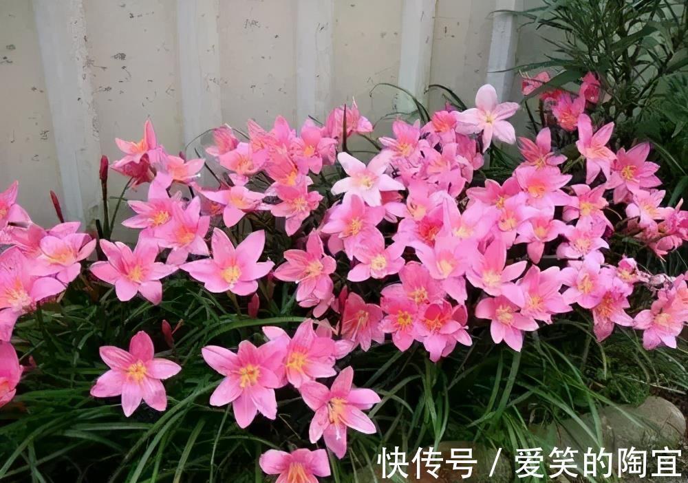 绯花玉|夏天养几盆“喜阳花”,花色艳丽开花多,皮实好养适合新手