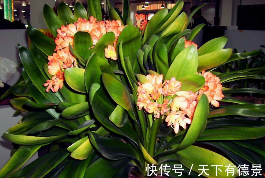 井水|夏天养花,浇水要特别注意,不然会对花卉造成伤害