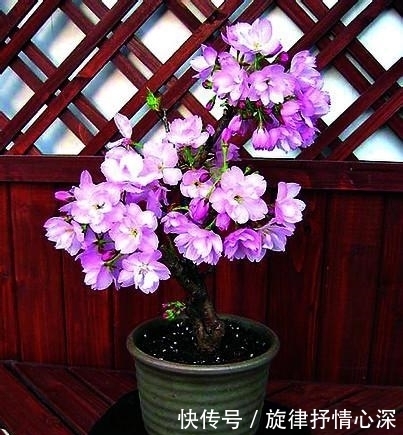 美到窒息的樱花盆景,养上一盆后,可以在自己家阳台看花开花落!