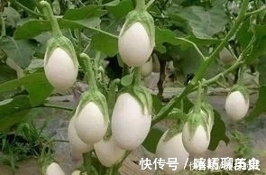 美容养颜|立秋后,不妨多食此菜,健胃消食,解毒,美容养颜,大肚子变平了