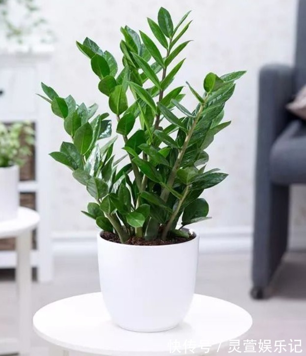 5种花招财纳福!家里养一盆,有吉祥好兆头