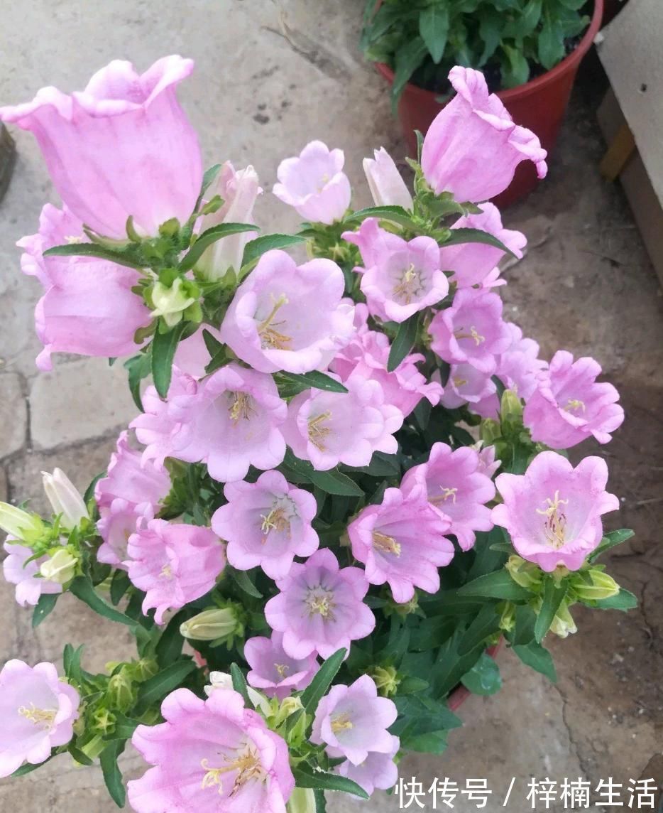 风铃草|此新型盆栽绿植，花型别致美丽，开花频繁，种植简单，在家也能养