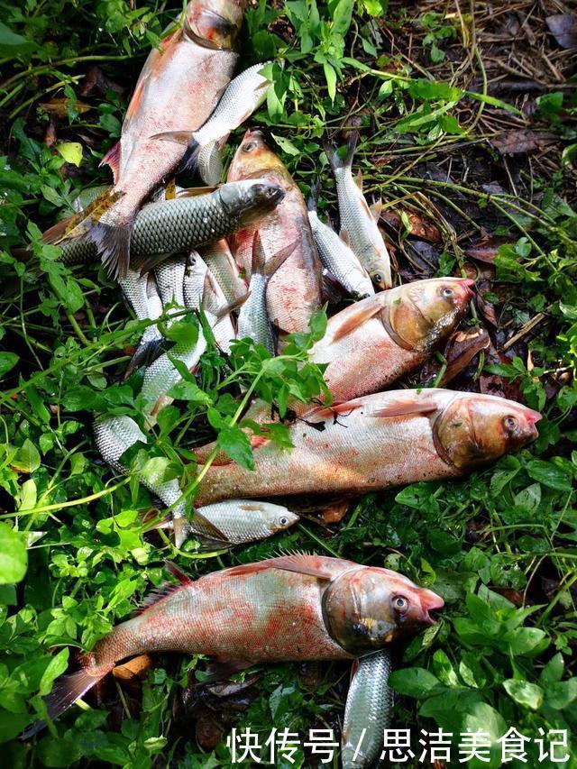 其实大鱼并不喜欢香，臭才是野钓王道，用好大钩粗线伺候