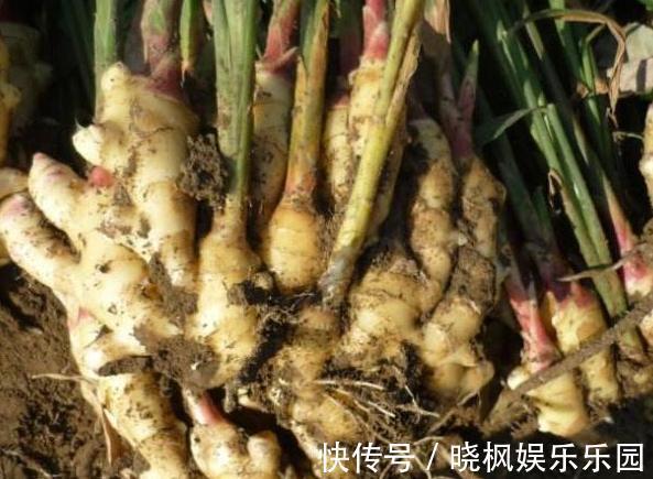 阳台上|怕生姜涨价?年年如此栽种一盆,开花能驱蚊蝇,结果多到吃不完