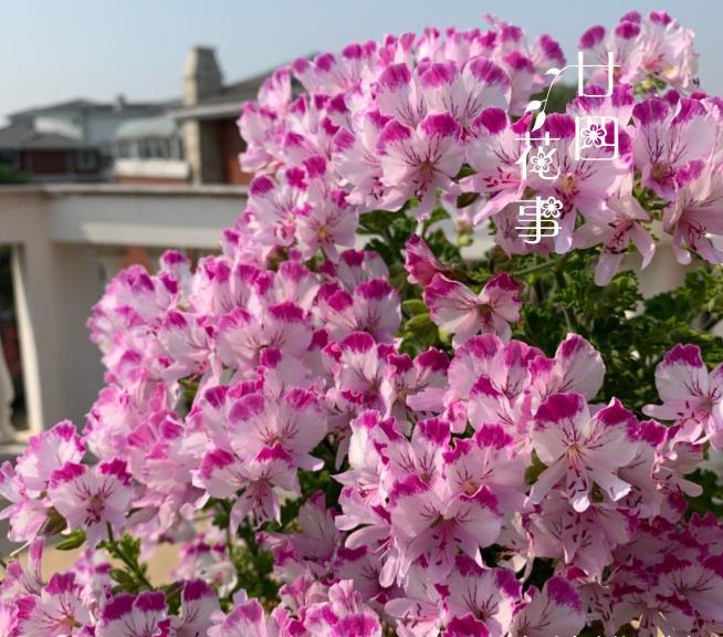 6种花,适合女生阳台党,花期长花量大,阳台轻松变“花海”