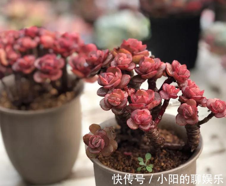 缓释肥|你的多肉施肥了吗,关于多肉植物施肥的那点事