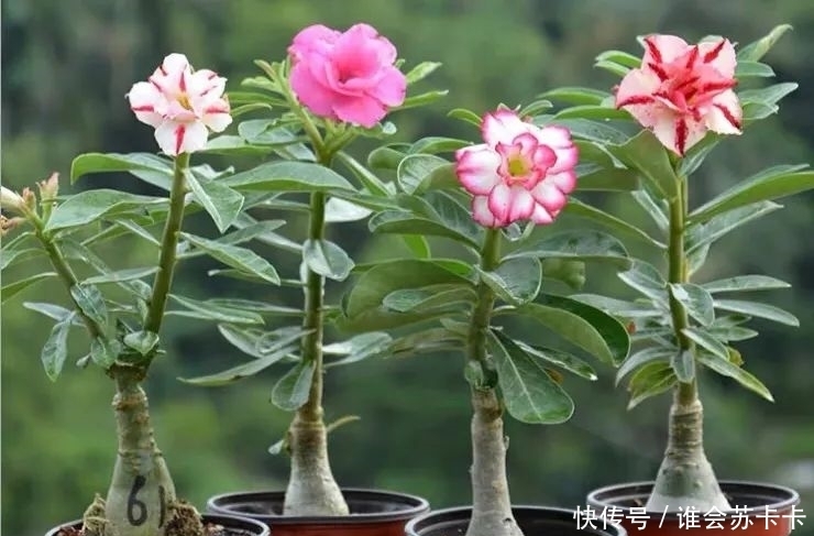 沙漠玫瑰冬天有“四怕”,避开了才能越养越精神,安全越冬无压力