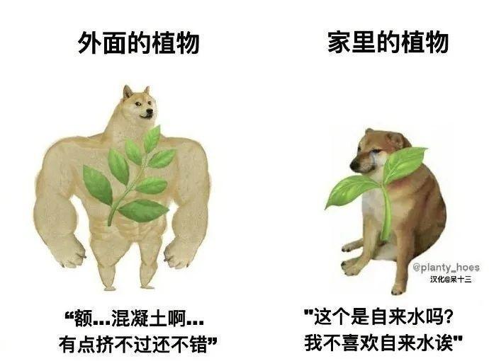 花苞|公认难养的花,养一盆死一盆,从来没有养活过!