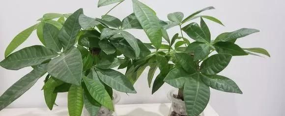 这3种花养不好,赶紧扔水里,越长越来劲