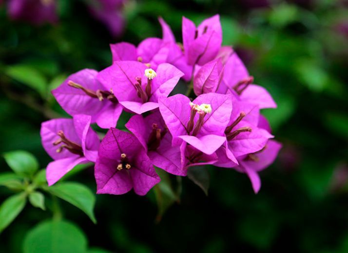 几种花吸甲醛很厉害，养上几盆，室内甲醛没了，生活更舒适！