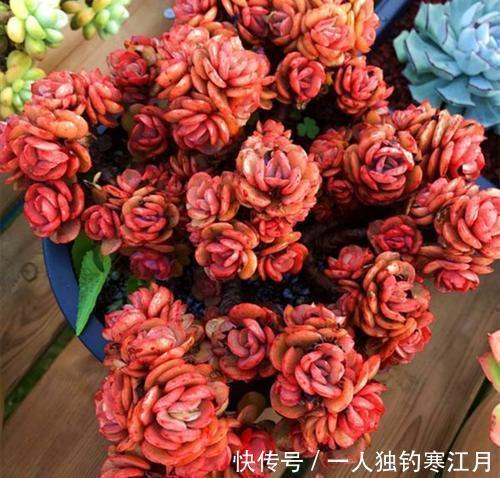 冬天养多肉植物,从2个方面下手,叶子肥嘟嘟,呆萌又可爱
