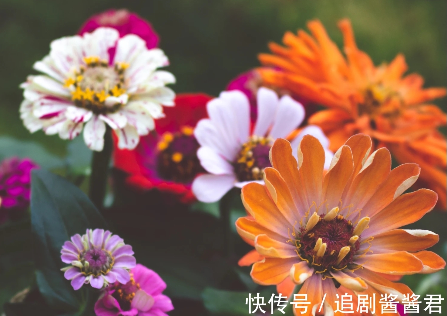 缘分|7月底，喜得桃花运，爱情迷人，缘分入命，3星座心动了，再续深情