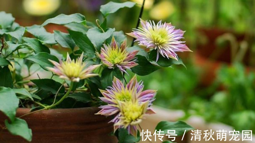 花土|喜欢垂盆养花,切记养些铁线莲,这么照顾好看又好活