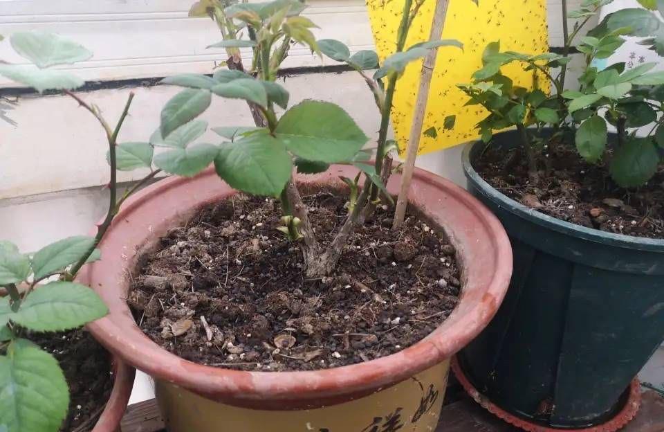 抽出|怎样给盆栽月季施肥?方法有3种,不断抽出新枝,长出花苞