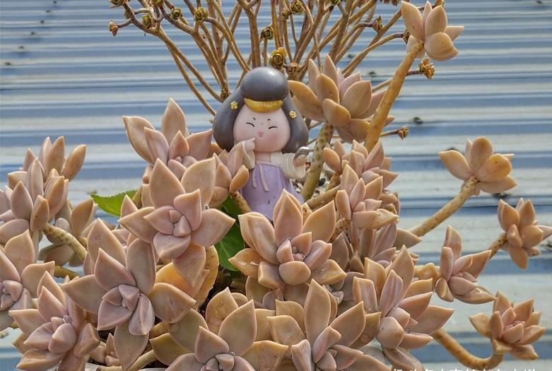 多肉胧月和蒂亚都适合新手,但一个特别好养,一个难上色却颜值高