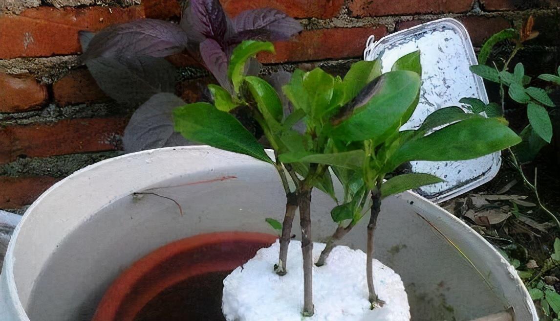 生根|扦插老失败？2个万能扦插法，插一根活一盆，简直太简单