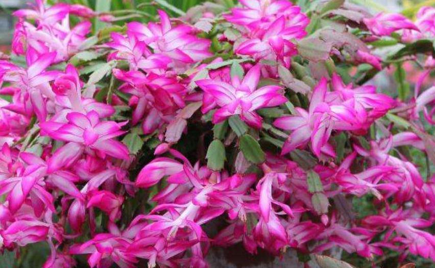 天冷了,蟹爪兰进屋有讲究,3件事做不好掉蕾又黄叶,花苞开不出